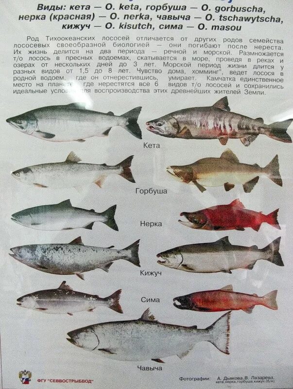 Какие рыбы лососевые. Рыбы семейства лососевых названия. Красная рыба семейства лососевых. Название красных рыб семейства лососевых. Горбуша семейство лососевых.