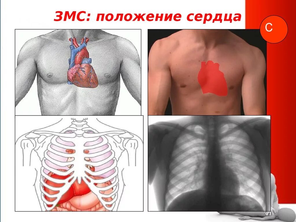 Правильное расположение сердца в грудной клетке Строение тела человека. (9 класс)