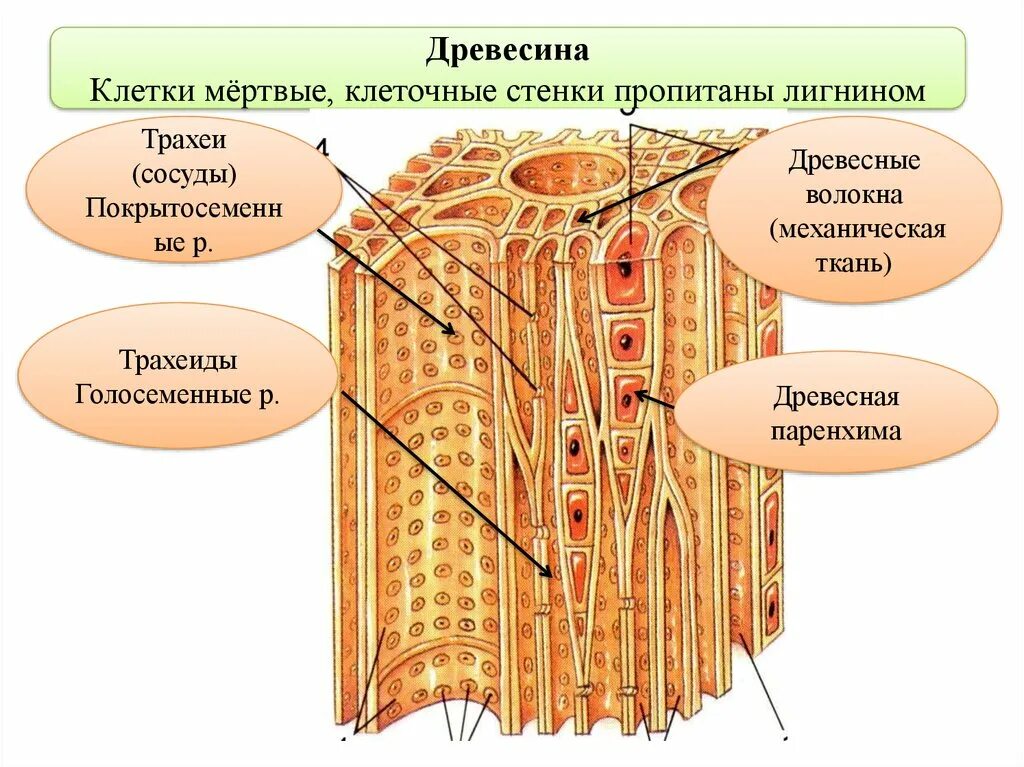 Какую ткань содержит древесина. Древесина строение сосуды трахеиды. строение древесины трахеиды. строение древесины ксилема. что такое трахеиды у стебля древесины.