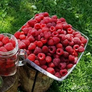 Малина 1 кг