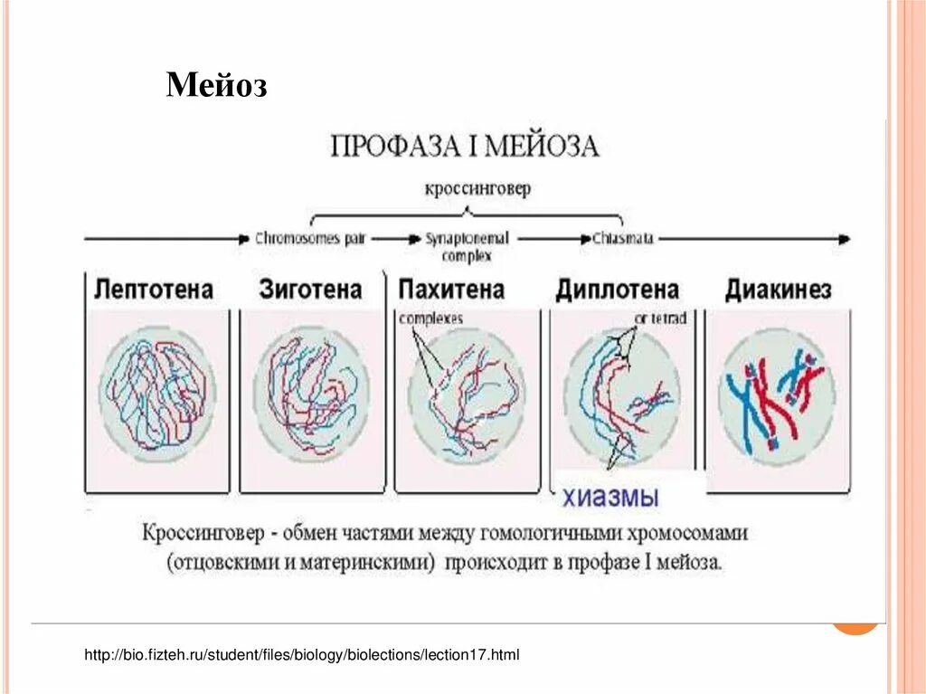 Лептотена. Мейоз лептотена зиготена пахитена диплотена диакинез. Профаза 1 лептотена. Стадии мейоза лептотена зиготена. Профаза мейоза 1 лептотена диплотена.