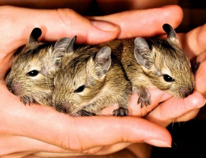 шиншилла грызун. джунгарские хомячки грызуны. даман брюса. морская свинка серебро агути. мексиканская белка дегу.