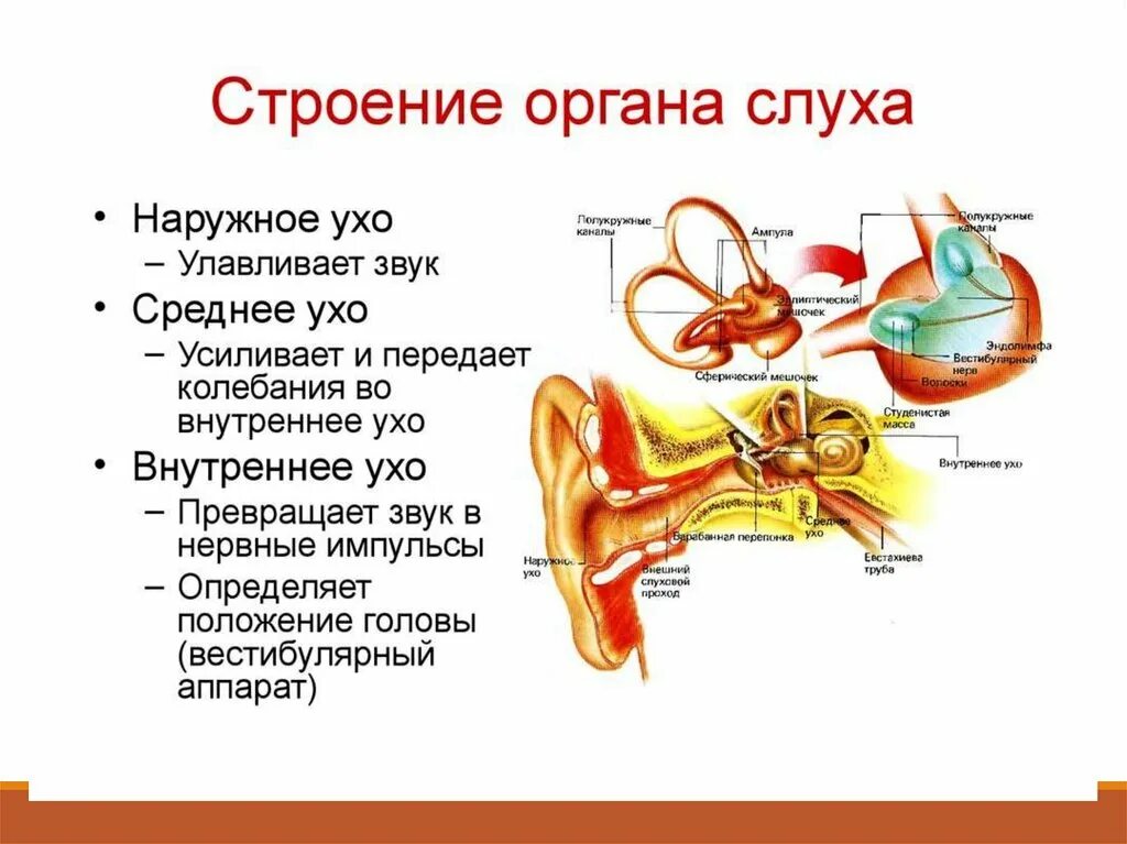 Давление в среднем ухе превышает