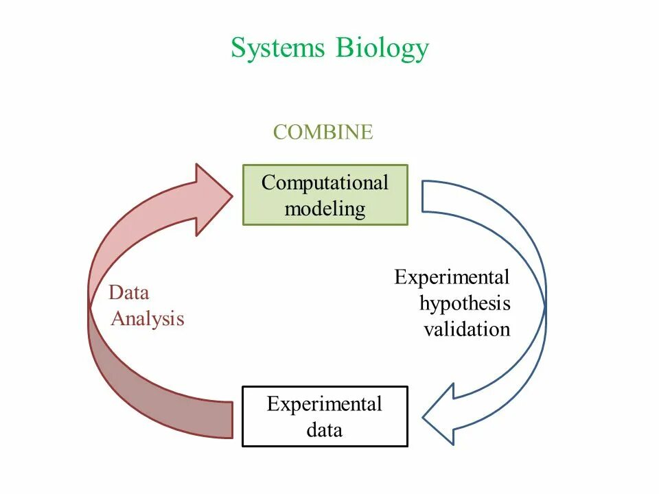 Obtain results. Экспериментальная валидация. Hypothesis validation. Experimental research. Системная биология.