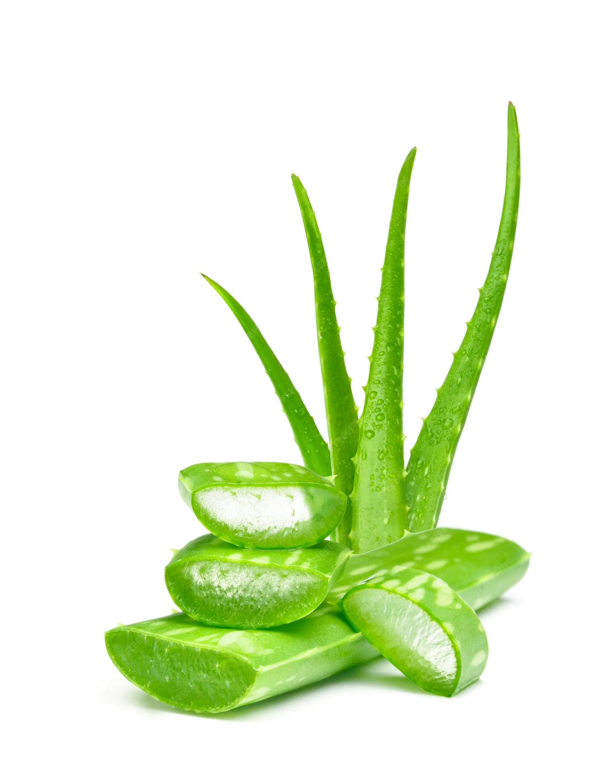 Fresh aloe vera