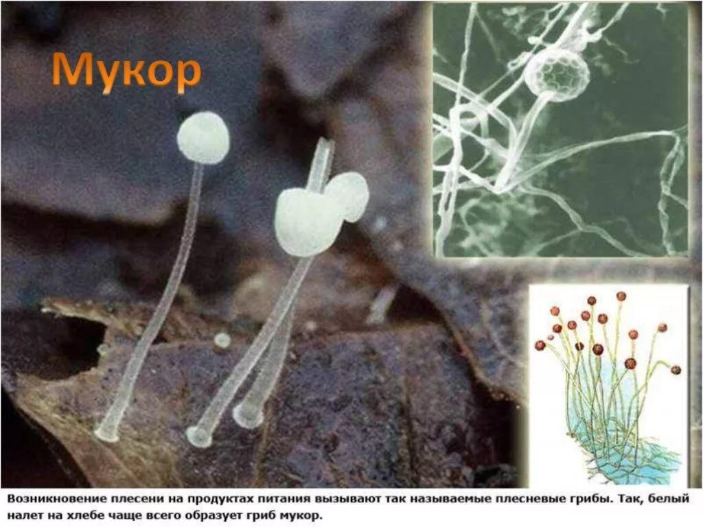 Мукор образует. Мукор кистевидный. Плесневые грибы Mucor. Плесневый гриб мукор. Плесень мукор.