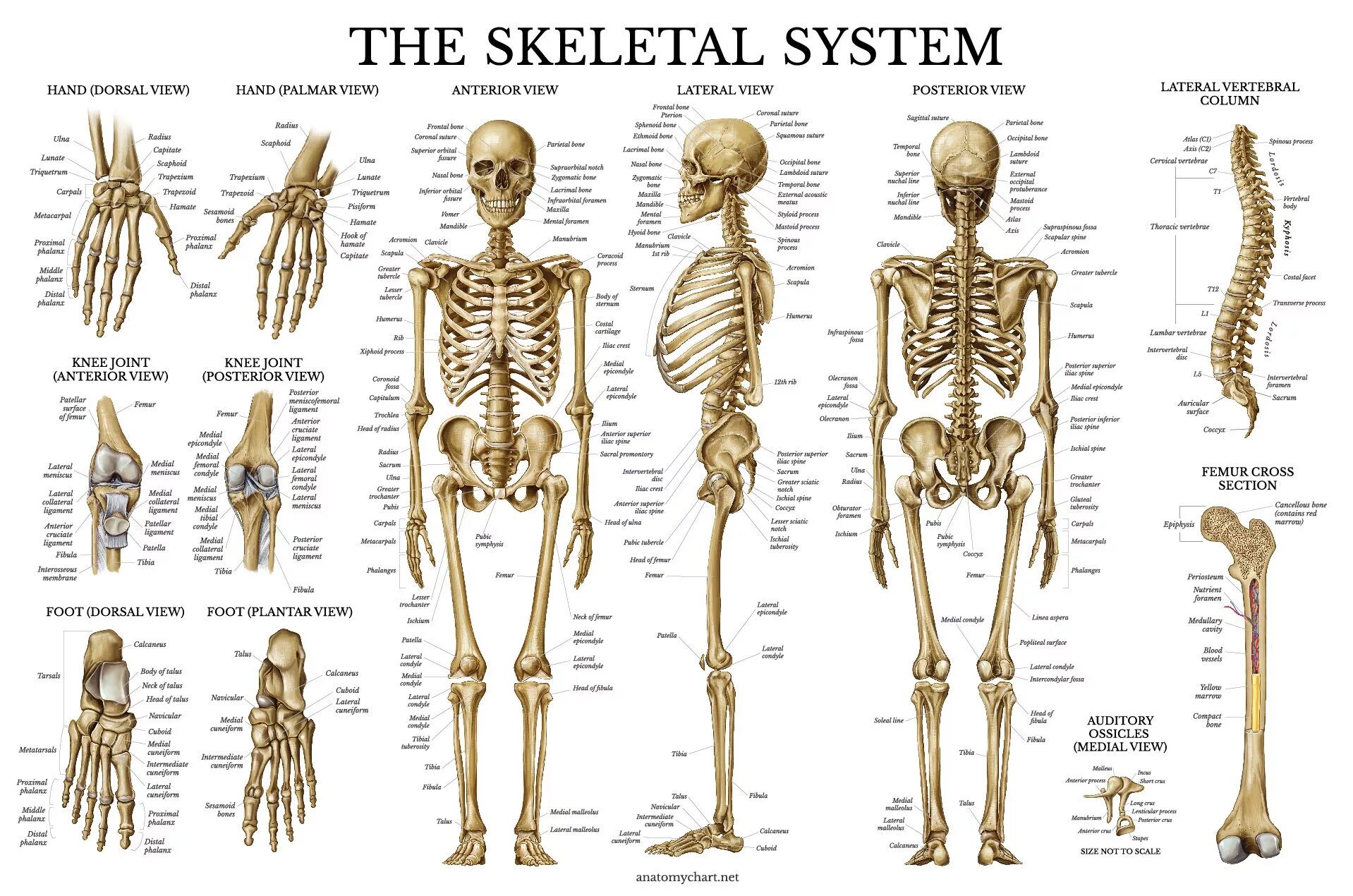 Костный скелет человека анатомия. Костная система человека схема. Анатомия скелета человека с названиями костей. Скелетная система человека плакат.