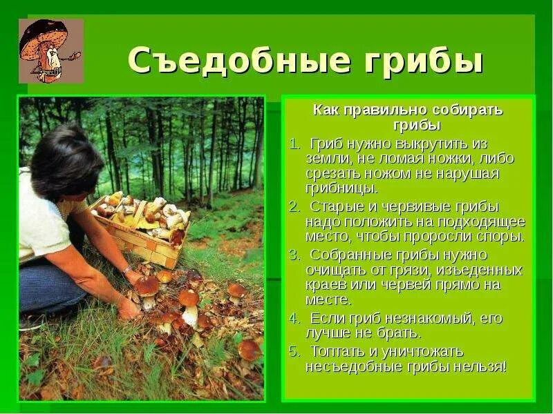 Почему грибы надо срезать. Как собирать грибы. как правильно собирать грибы. правила как правильно собирать грибы. как правильно нужно собирать грибы.