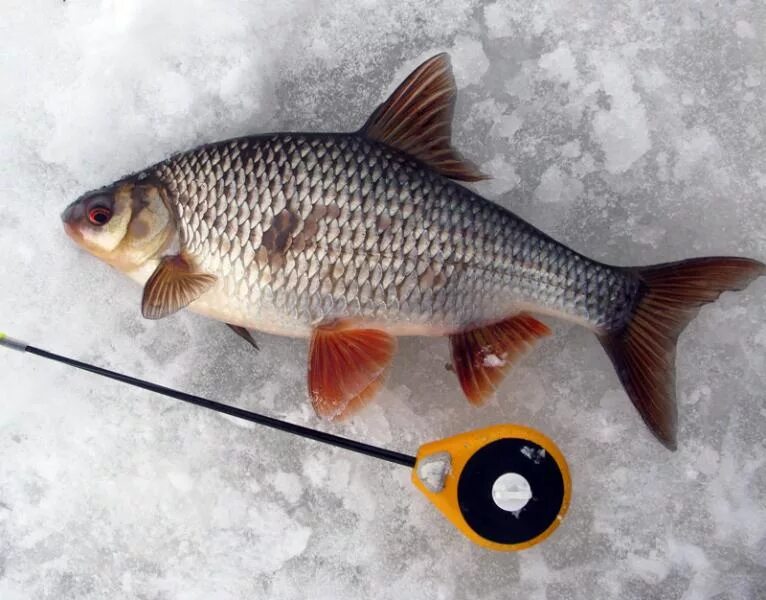 Какие запахи плотва. Идеальная зимняя прикормка для плотвы!. Прикорм на плотву зимой своими руками. Плотва рыба. Сорога плотва копченая.