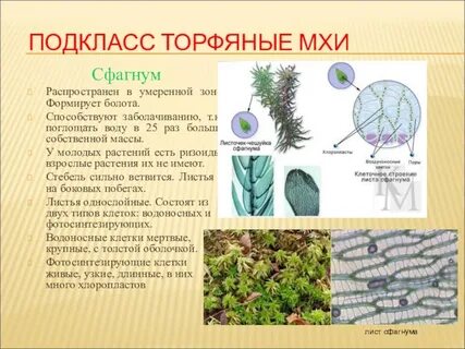 Из каких органов состоят мхи