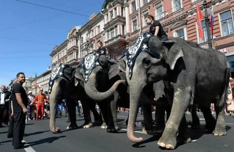 Слон спб