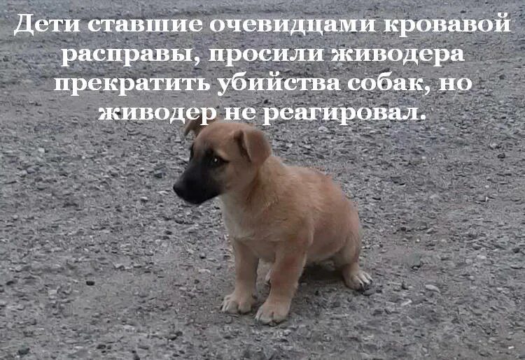 Зоозащитники картинки. Картинки против живодеров. Живодер из москвы в шубе. Зоозащитники профессия. Пикет живодеры.