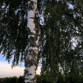 Спят березы белые