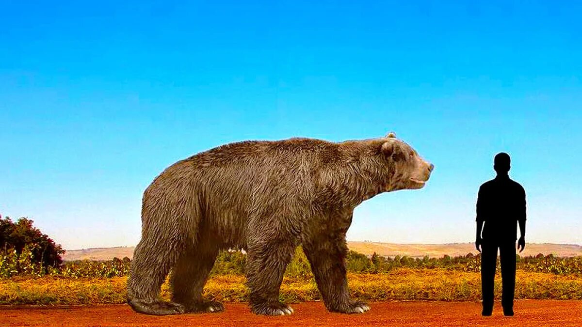 Медведь Кадьяк и Короткомордый. Гигантский Короткомордый медведь. Короткомордый медведь АРК. Гризли и Короткомордый медведь.