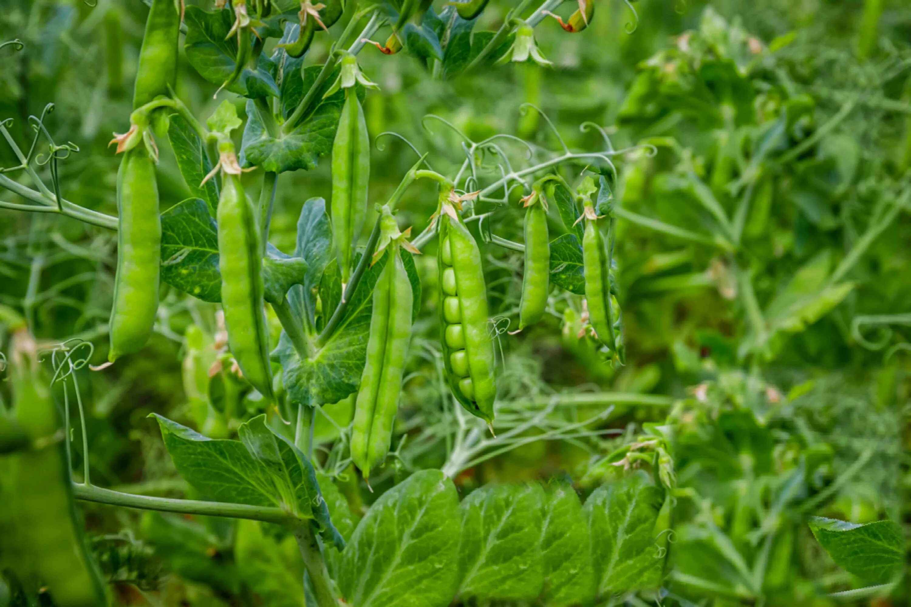 Pisum sativum - горох посевной. Пелюшка горох полевой. Горох (Pisum sativum), сушеный. Бобовые растения горох.