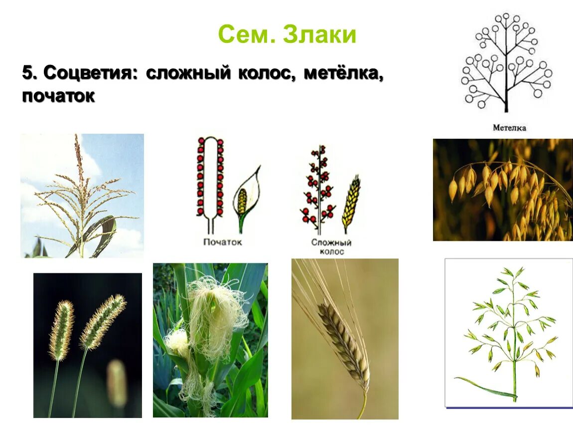 Злаки растения примеры названия. Семейство злаковые соцветие початок. Семейство злаковые соцветие сложный Колос. Соцветие метелка злаковые. Злаковое растение с соцветием метелка.