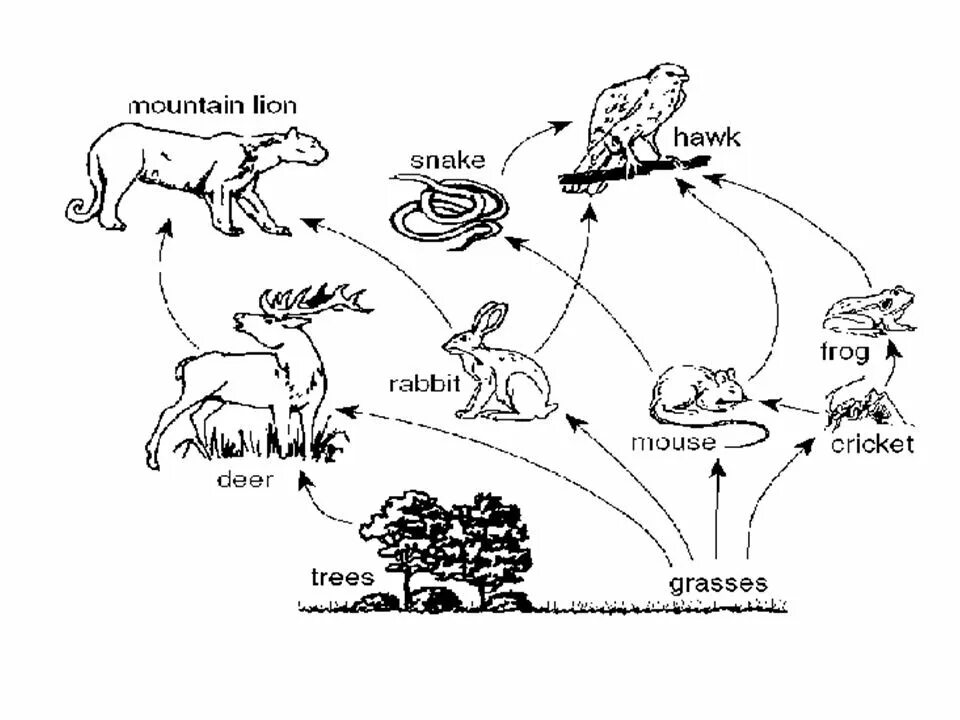 Рисунок цепь питания 5 класс. Схема пищевой Цепочки 5 класс биология. Пищевая цепь 2 класс. Пищевая цепочка животных 5 класс. Пищевая цепочка леса 3 класс.