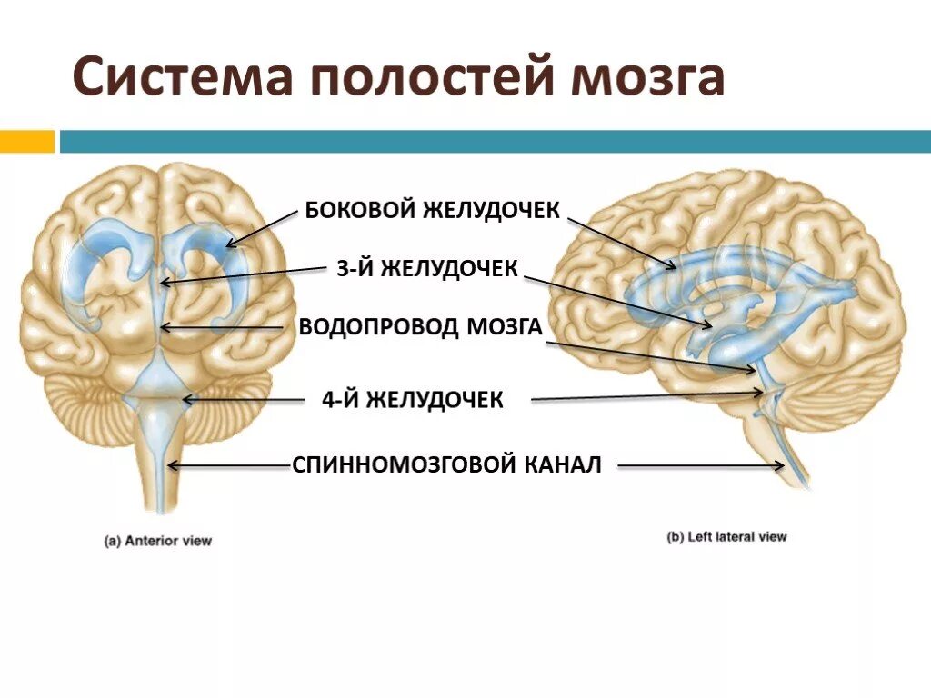 Средний мозг желудочек