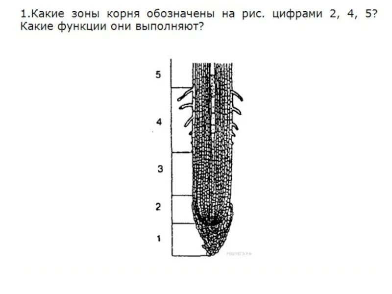 Зона деления корня ответ. Строение корня зоны. Строение зоны деления корня. Корень растения строение и функции. Строение корня без подписей.