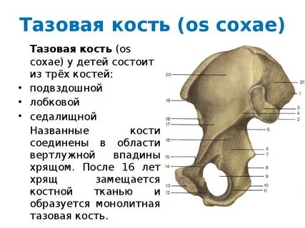 Spina iliaca posterior superior