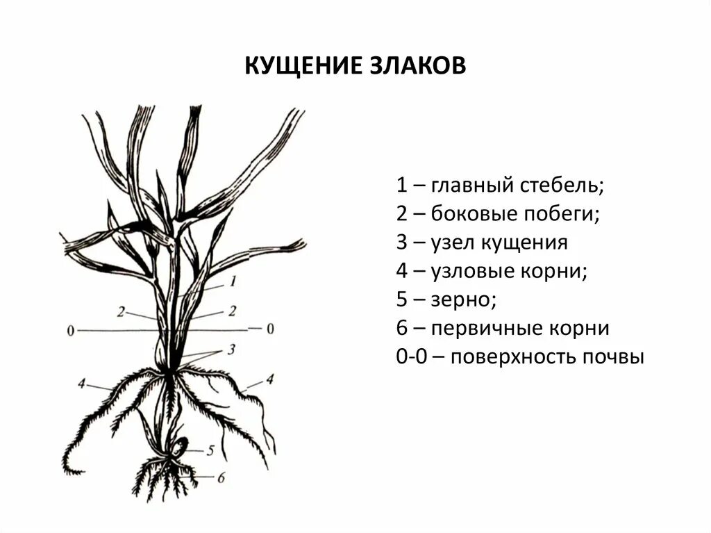 Кущение рыхлокустовых злаков. Схемы кущения злаковых трав. Узел кущения пшеницы. Овсюг в фазе кущения. Генеративные органы овса