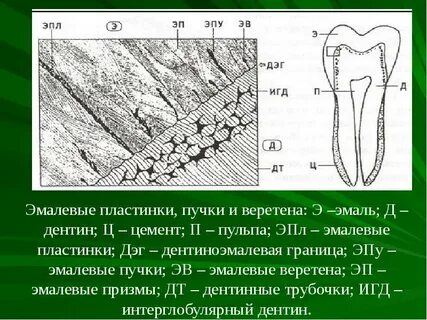 Клетки эмали