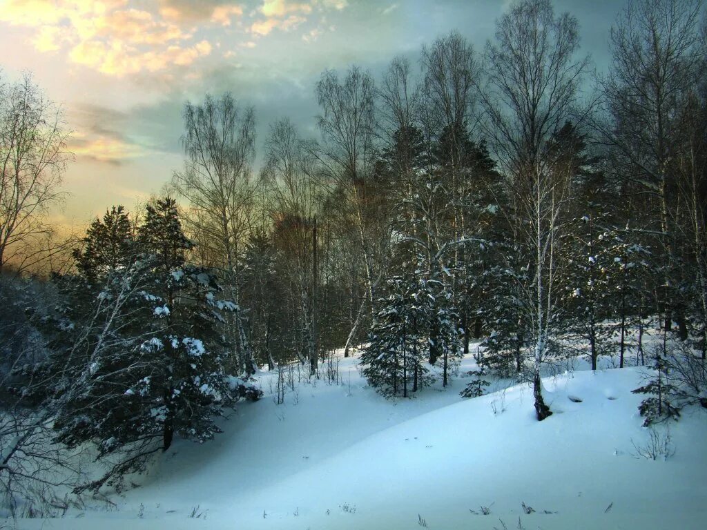 Зимняя Тайга. Тайга в Новосибирской области зимой. Природа тайги зимой. В тайге зима холодная лето теплое