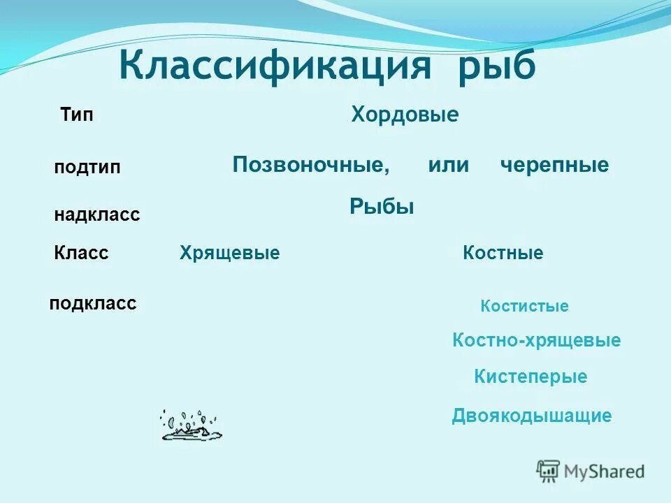 Классификация рыб класс