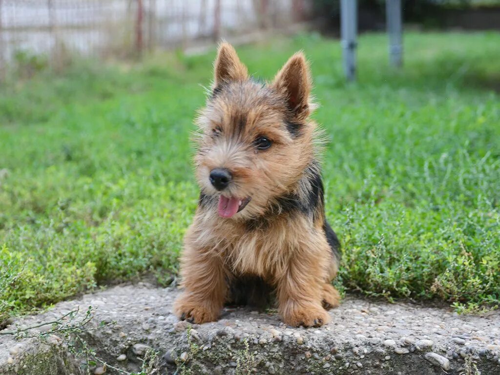 Norwich Terrier - Brit