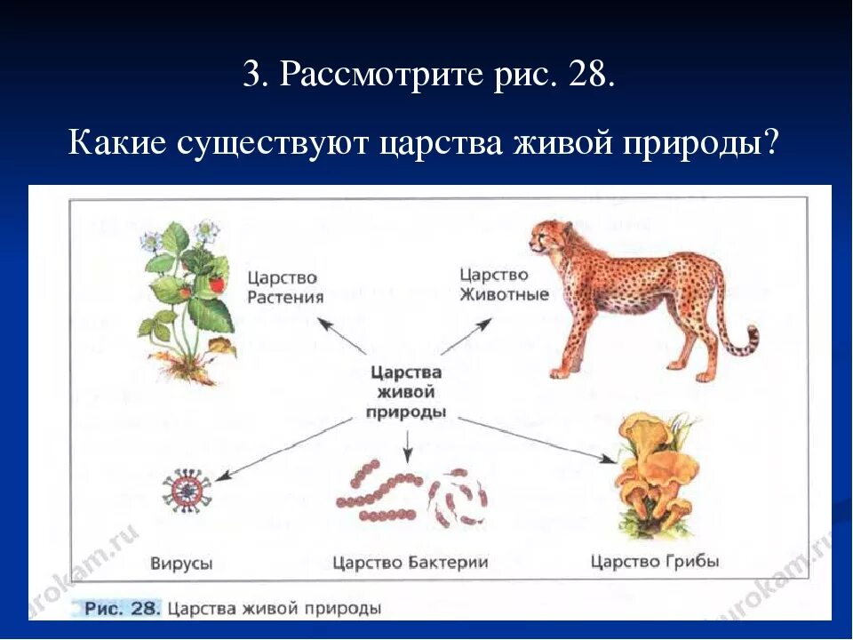 Биология 4 царства живой природы. Царства живой природы 5 класс биология. Царства живой природы схема. Царства живой природы 5 класс. Представители разных царств живой природы