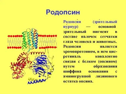 Зрительные пигменты