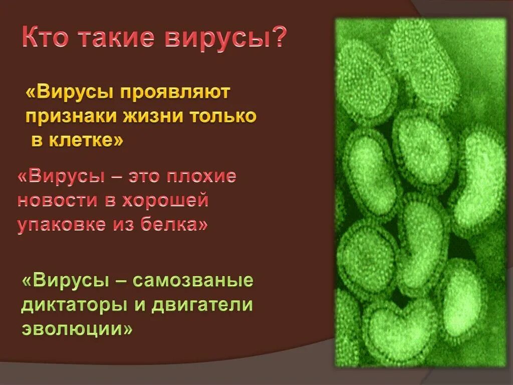 Чем отличается бактерия от вируса простыми словами. Вирусы самозванные диктаторы и двигатели эволюции. Бактерия, вирус — неодушевлённые существительные.. Вирусы это плохие новости в упаковке из белка это высказывание. Вирусы не касаются человека.