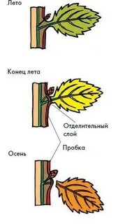 На какой день появляются листья