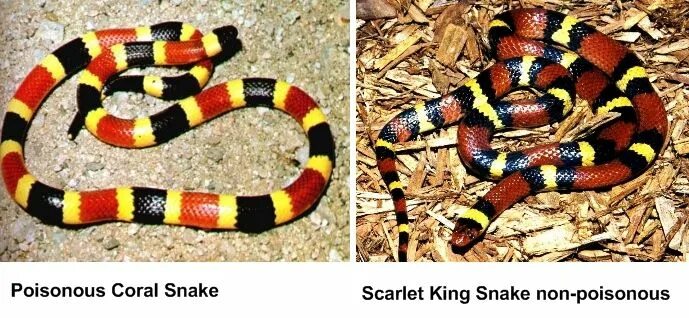 Texas Coral Snake - Micrurus tener Coral snake, Snake, Beautiful snakes