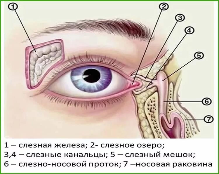 Конъюнктивальный мешок где фото. Строение глаза слезный мешочек. строение слезных канальцев. слезный проток мешок канальца. бледный конъюнктивальный мешок.