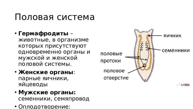 Какая мутация приводит к рождению мужчины с половыми органами женщины? - Музей ф