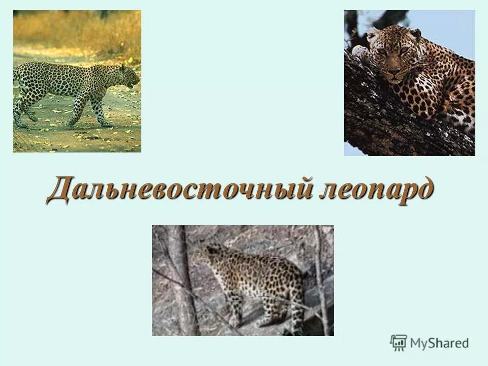 вымирающие птицы дальнего востока. животные дальнего востока россии занесенные в красную книгу. дальневосточный амурский леопард.