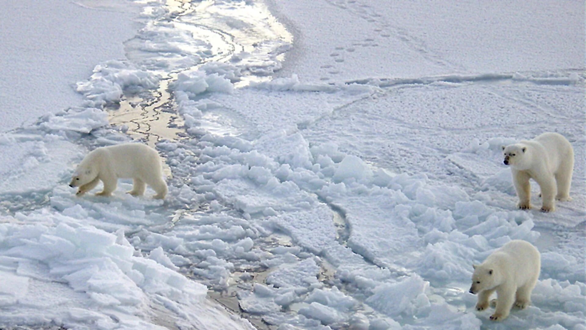 Какой зоне водятся белые медведи песцы лемминги. Гыданский парк. Медведи на Северном полюсе. Белый медведь Северный полюс. Белый медведь в Заполярье.