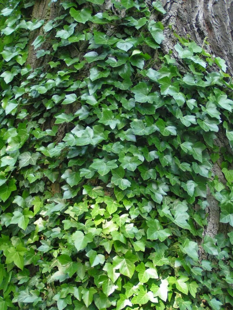 Колхидский плющ вечнозеленый. Плющ обыкновенный (Hedera). Плющ кавказский Hedera. Как растет плющ