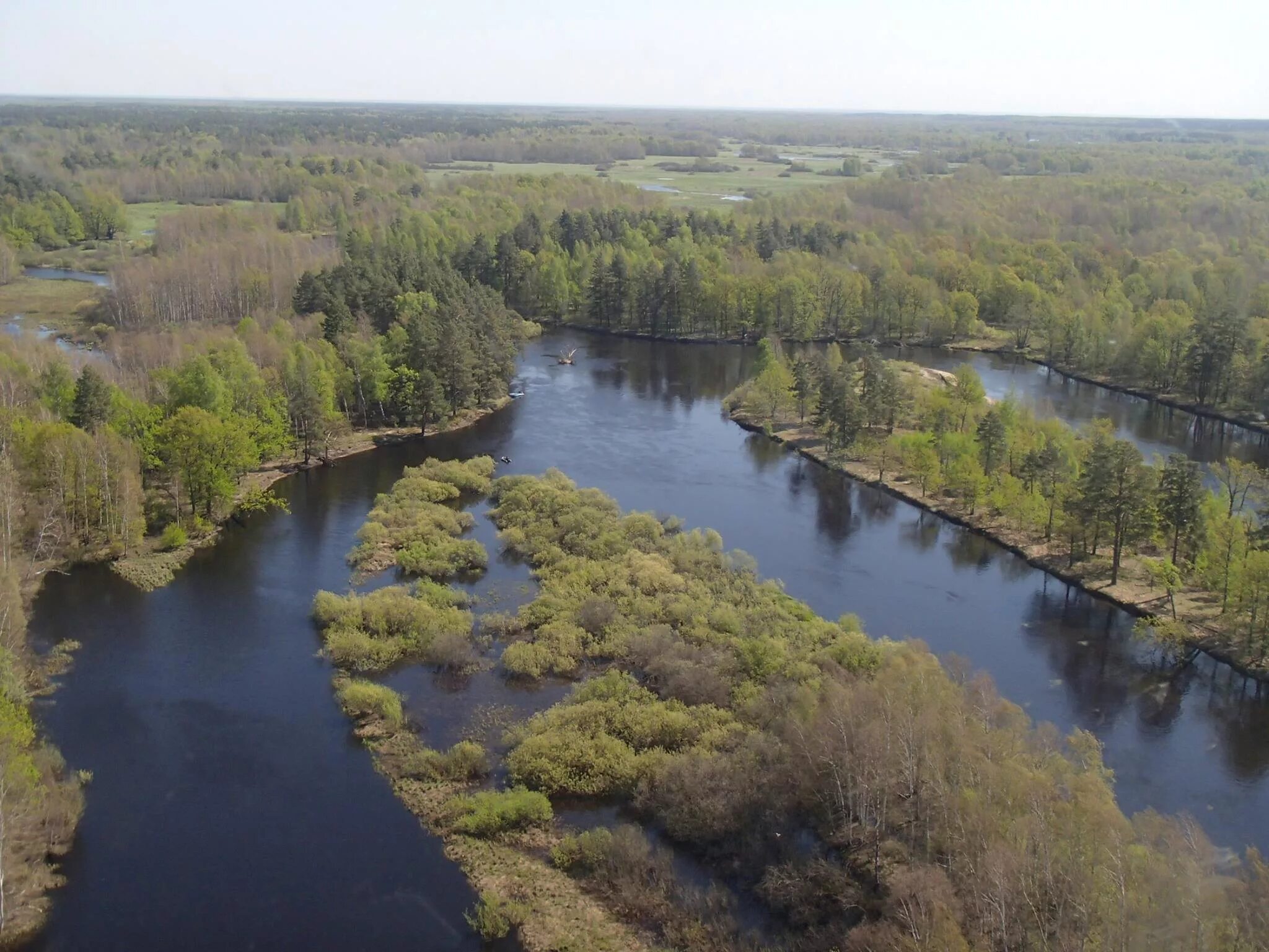 брыкин бор река. окский биосферный заповедник. окский государственный природный биосферный. окский заповедник река. окский заповедник в рязанской области.