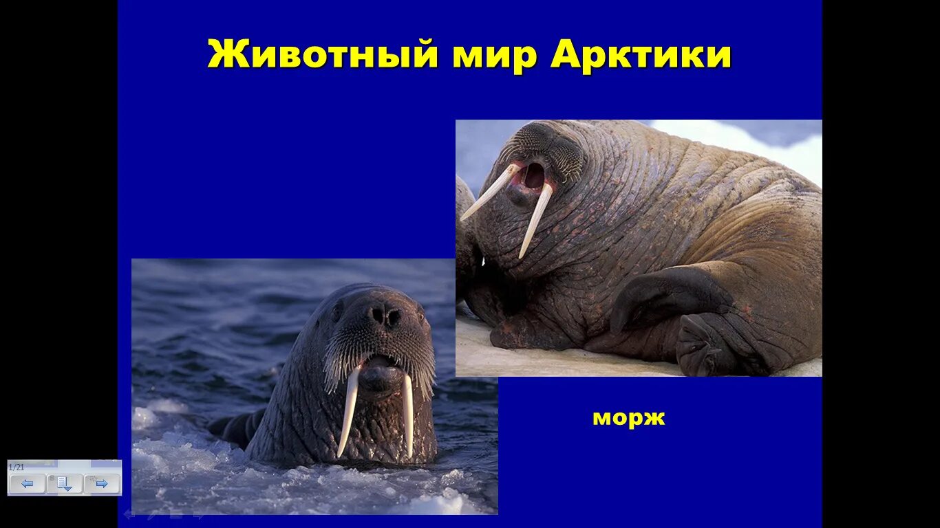 Морж природная зона. Морж презентация. Животный мир холодных районов. Проект про моржа.