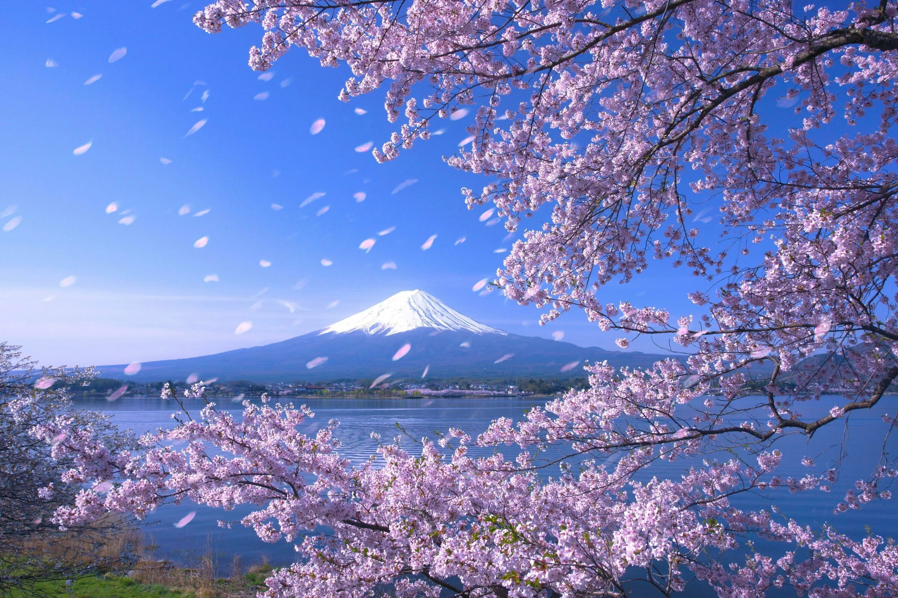 Япония гора Фудзияма и Сакура. Черри блоссом. Сакура черри блоссом. Цветение Сакуры Фудзияма.