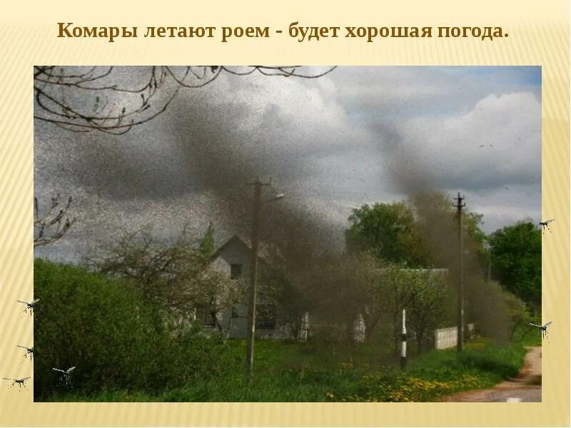 Как найти хорошую погоду. Комары летают роем будет хорошая погода. народные приметы фото. приметы на погоду. народные приметы и погода презентация.