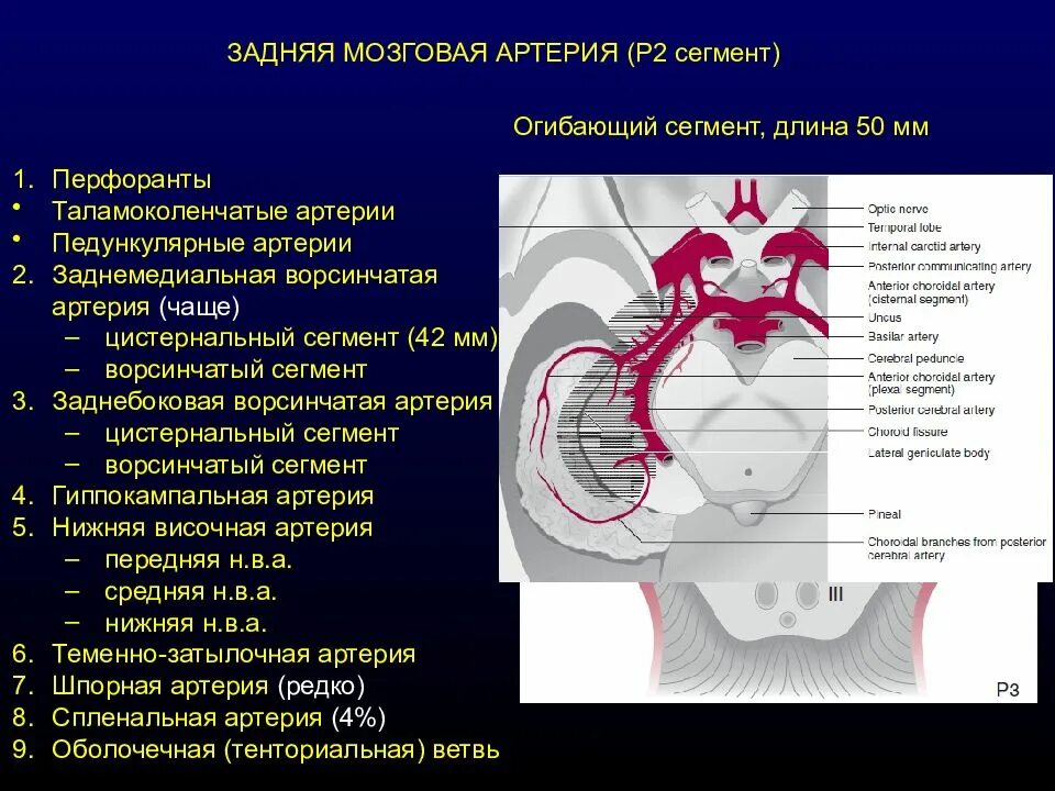 Артерии задних сегментов