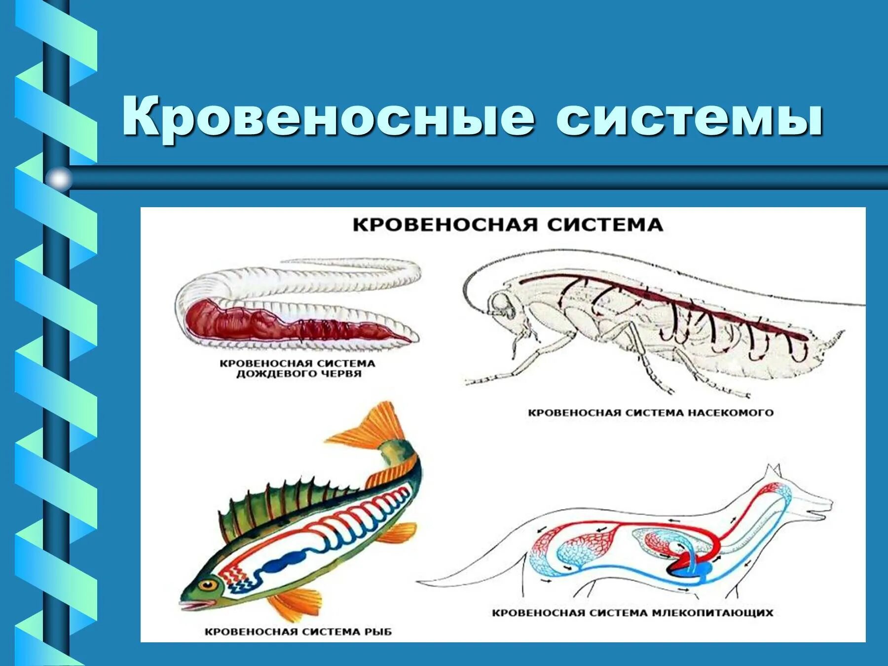 У каких беспозвоночных животных замкнутая кровеносная система. Транспорт веществ в организме животных. Кровеносная система животных. Передвижение веществ у животных. Транспорт веществ в живых организмах.