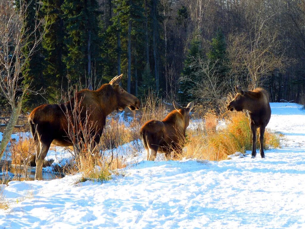Животный мир весной старшая группа. Лось Аляска. Лось зимой. Дикие звери в природе.