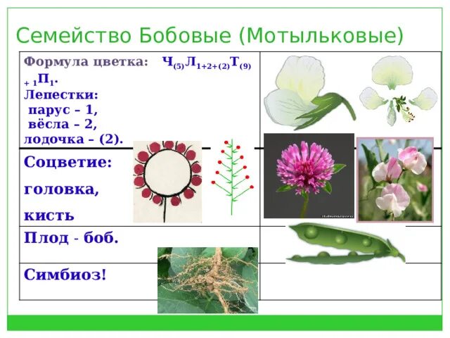 Формула бобовых растений 7 класс. Формула цветка бобовые мотыльковые. формула растений семейства бобовых. мотыльковые бобовые формула. формула цветка семейства бобовые.