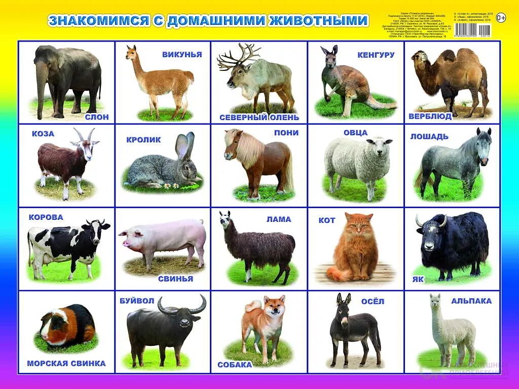 Какое животное учит