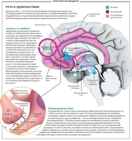 Зона удовольствия. Зона удовольствия в головном мозге. Центры удовольствия в мозге. Участок мозга отвечающий за удовольствие. Центр удовольствия в головном мозге человека.