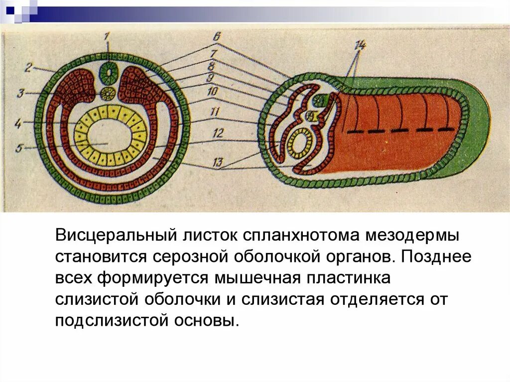 Мезодерма Сомит. Сомиты и спланхнотом. Листки спланхнотома вентральная мезодерма. Висцеральный листок спланхнотома.